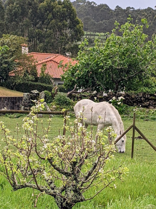 View from Casa do Sardão in Carreço