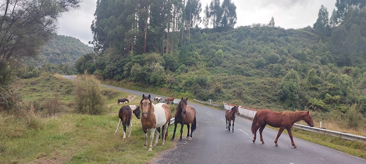 Lake Waikaremoana from the track
