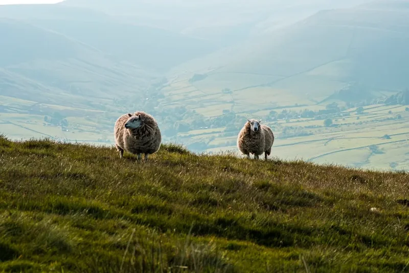 a couple of sheep standing on top of a lush green hillside