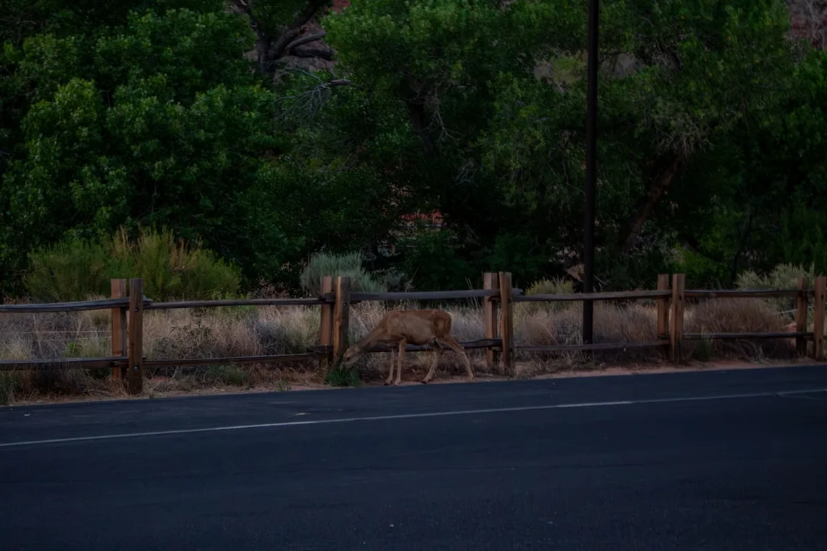 Coyote Gulch Loop Photo