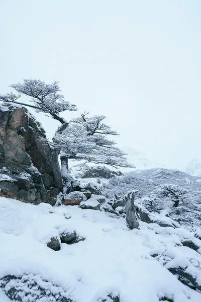 Fitz Roy Trek Photo