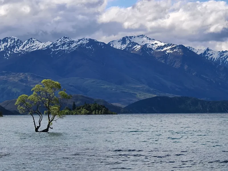 Lone tree stands in calm lake with snowy mountains.