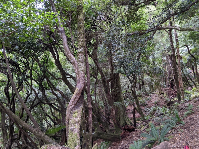 Lake Waikaremoana Track Photo