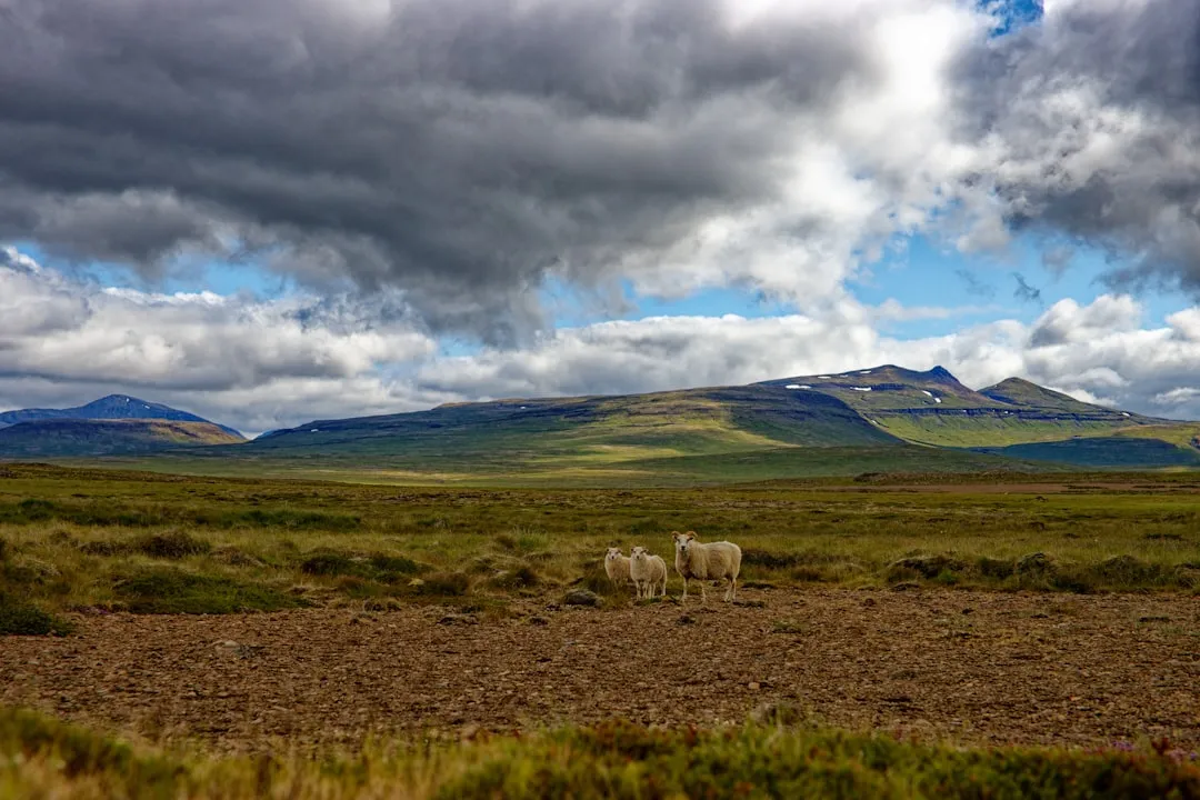 Laugavegur Trail (Day Section) Photo