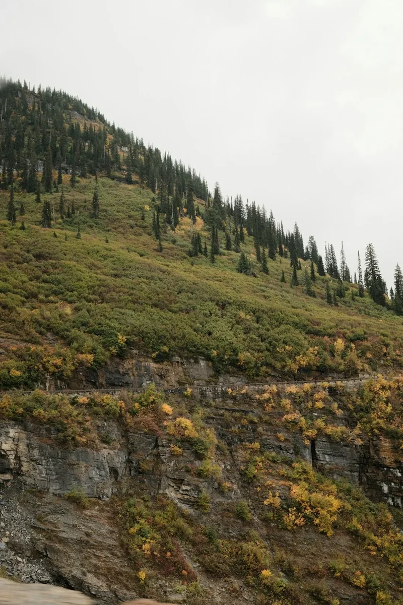 Mountain slope with trees and autumn foliage
