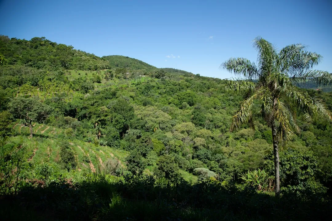 Morro Dois Irmãos Trail Photo