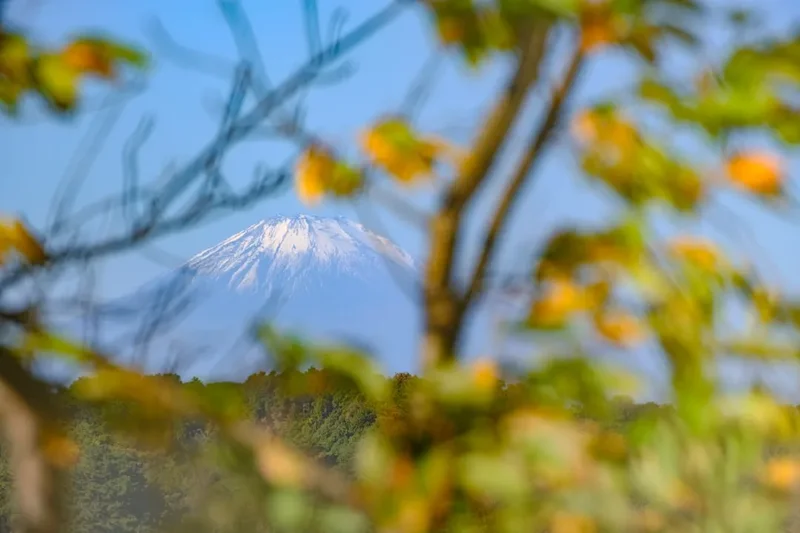 Snow-capped mountain peak seen through autumn foliage