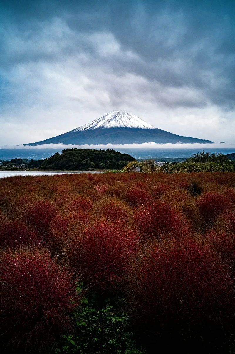 Mount fuji with red bushes in foreground.