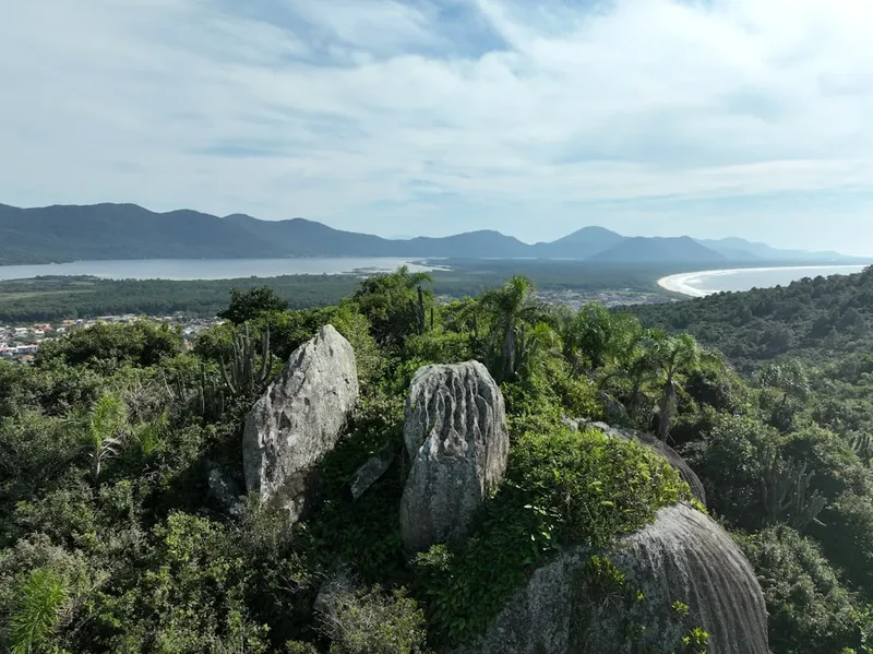 An aerial view of a lush green forest