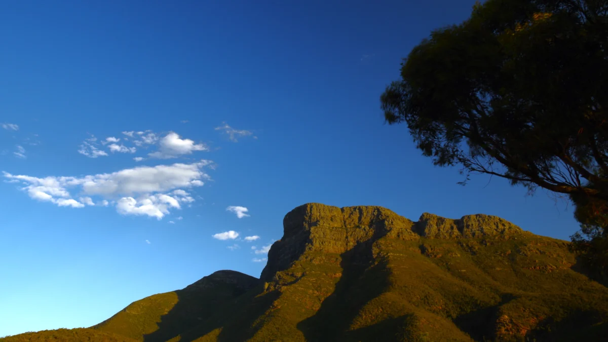 A view of a mountain with a tree in the foreground