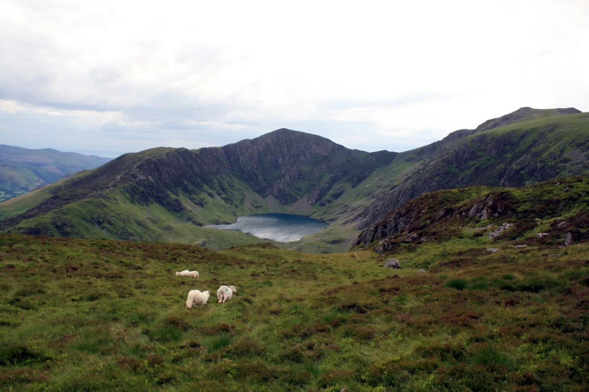 a dog standing on top of a grass covered hillside