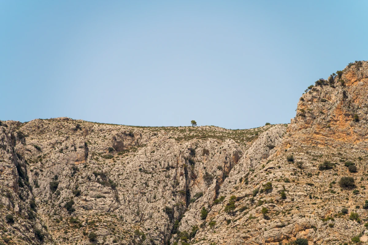 A group of animals standing on top of a lush green hillside