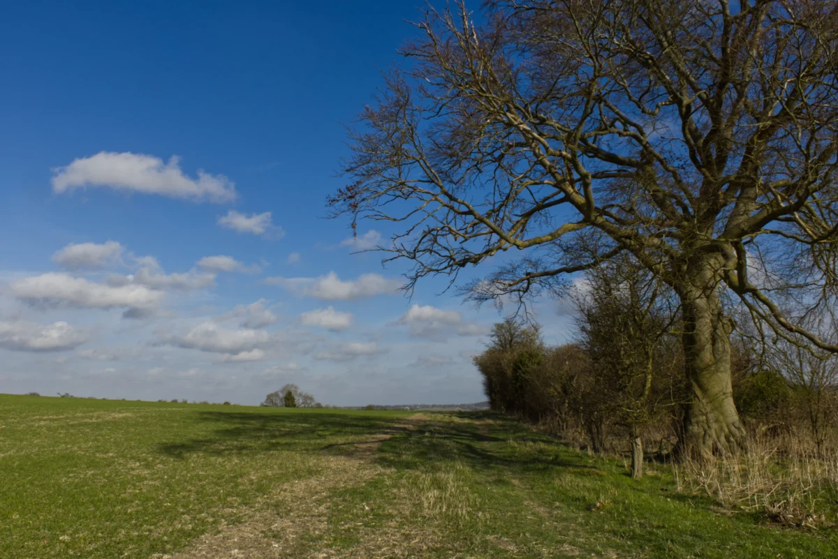 Chiltern Way Photo