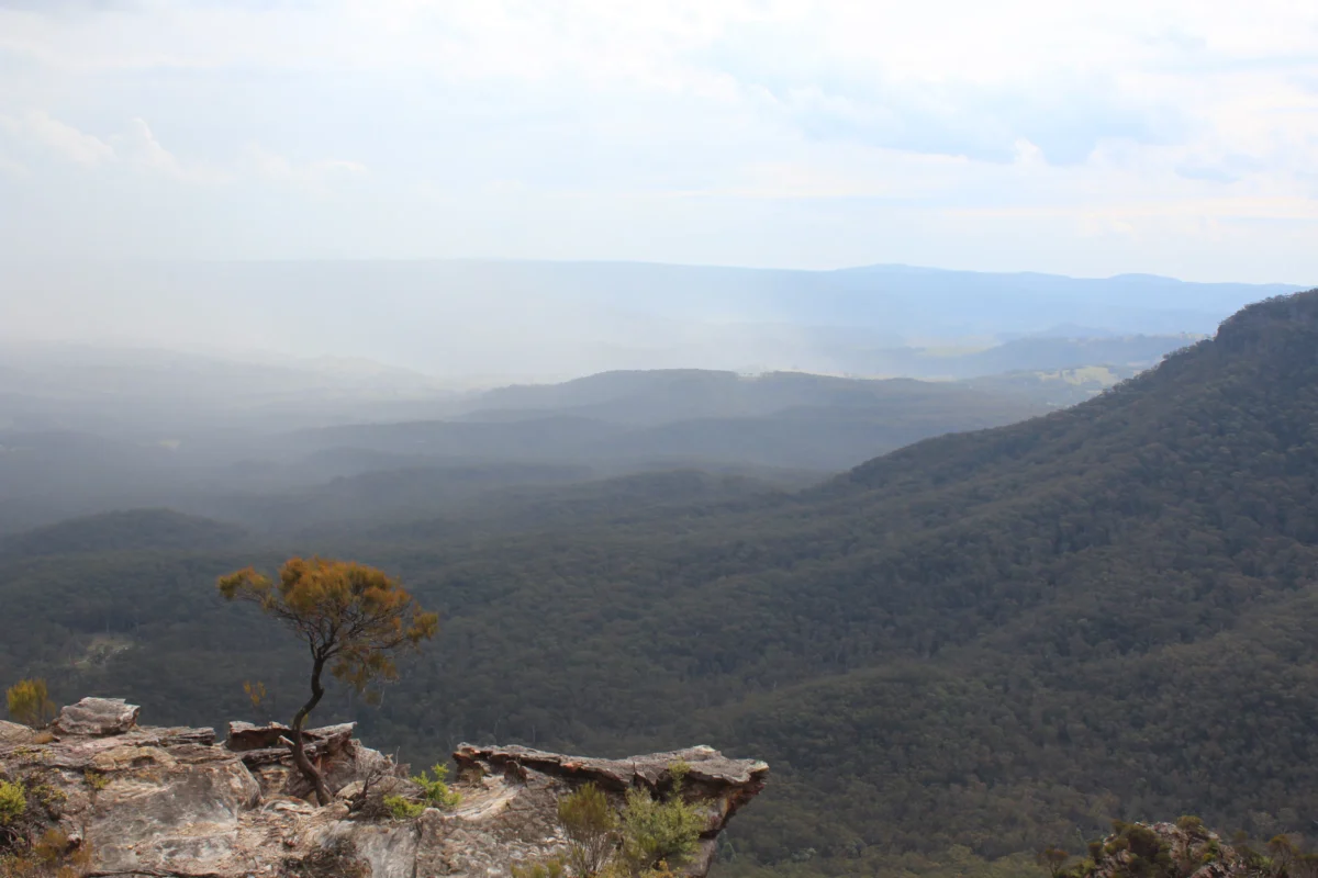 A lone tree on a cliff overlooking misty mountains