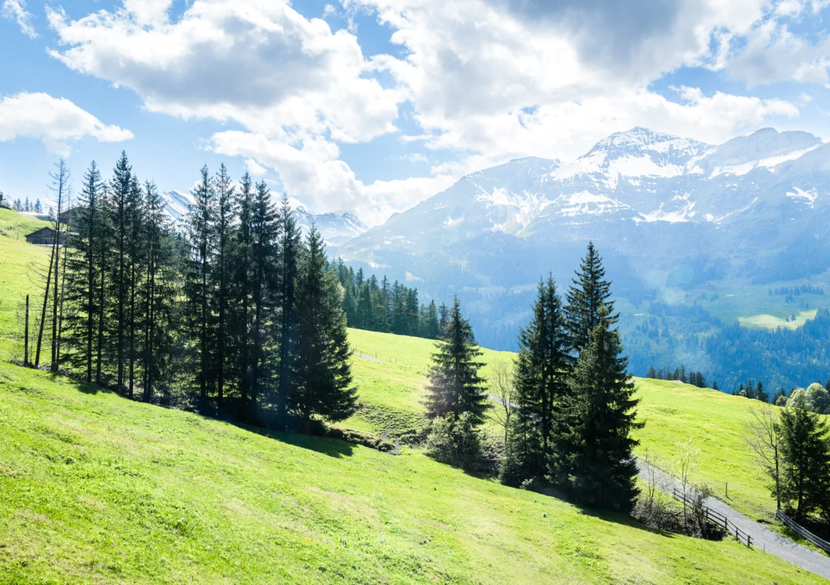 Green rolling hills with evergreen trees and snowy mountains