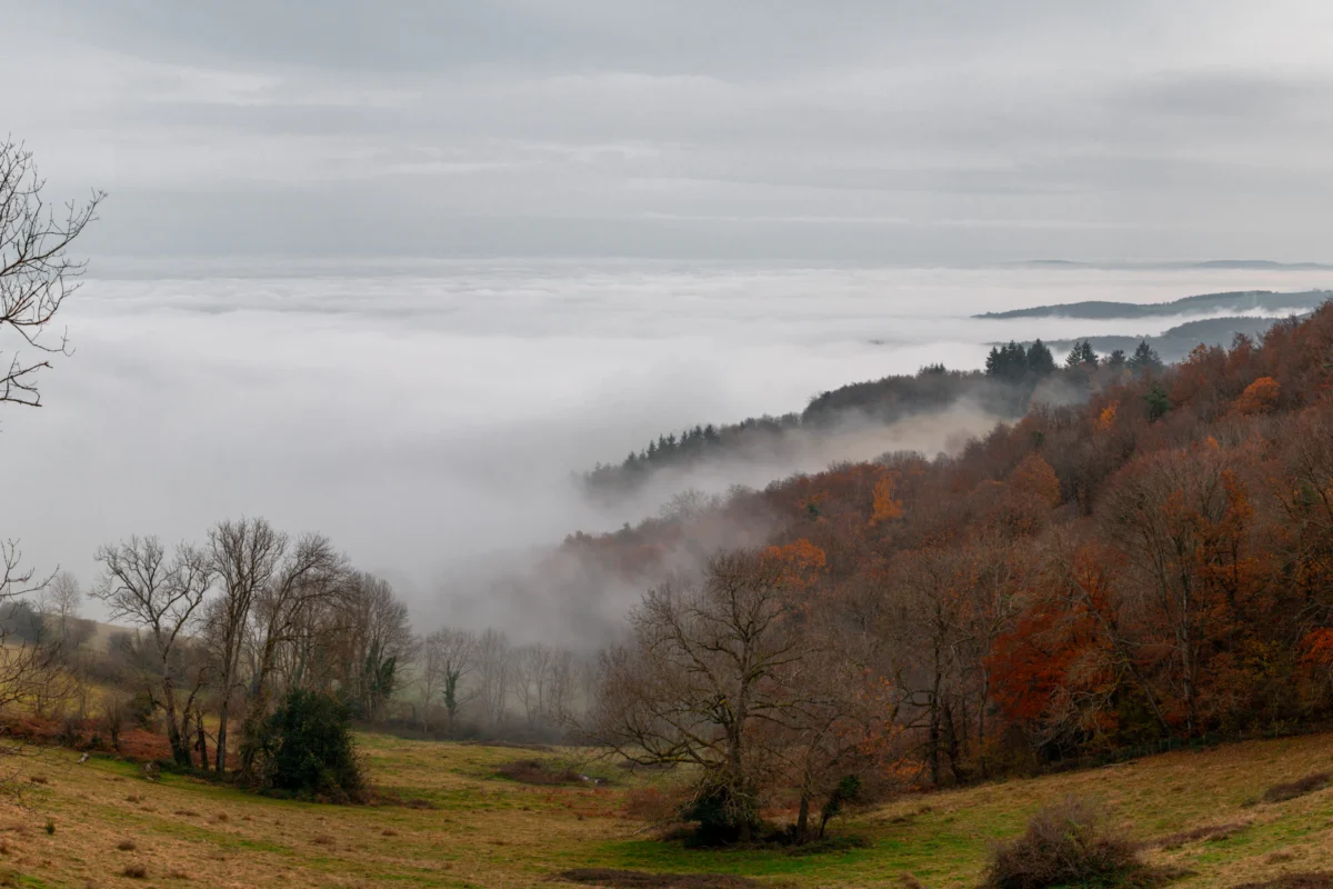 a view of a foggy valley with trees in the foreground