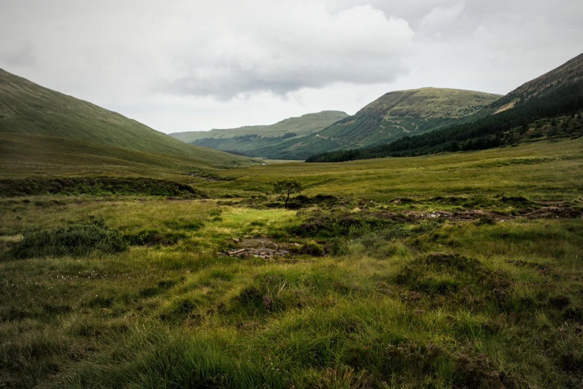 a grassy field with mountains in the background
