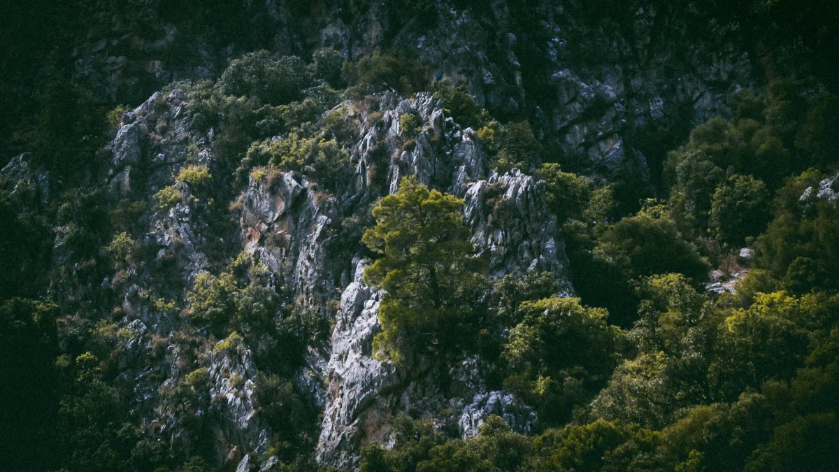 green and white trees during daytime
