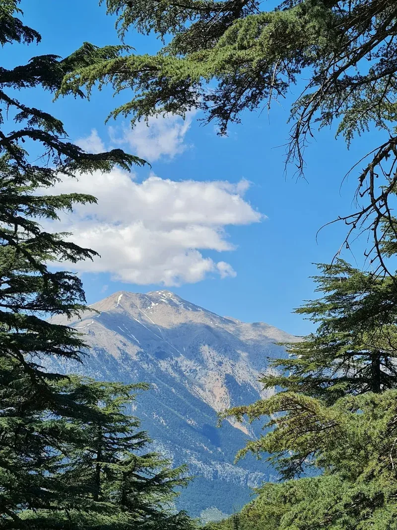 a view of a mountain through some trees