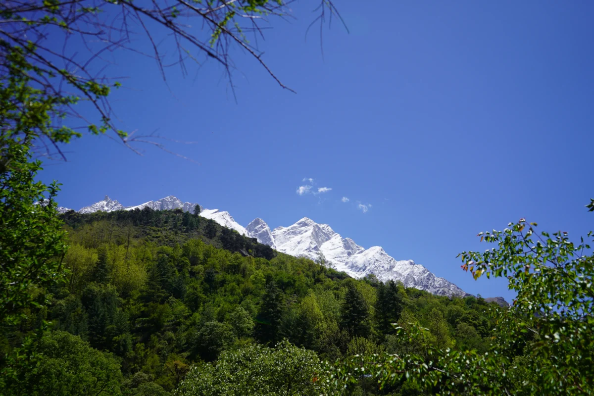 Snow-capped mountains rise above a lush green forest.