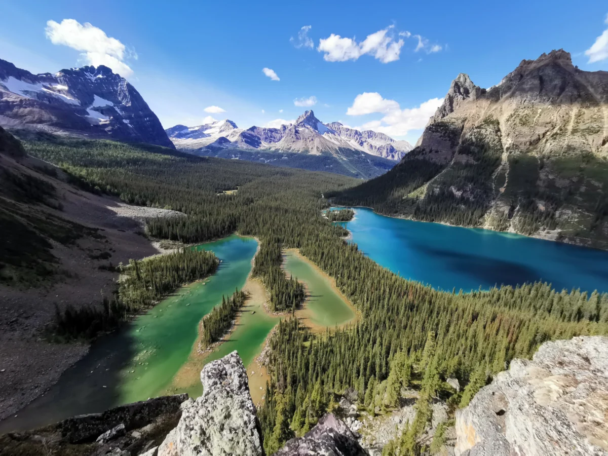 green trees near lake during daytime