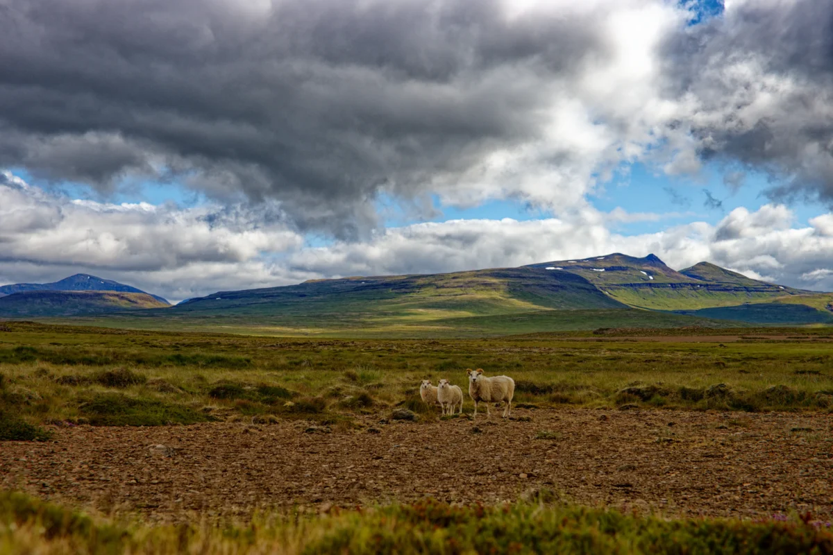 white sheep on green grass field under white clouds during daytime