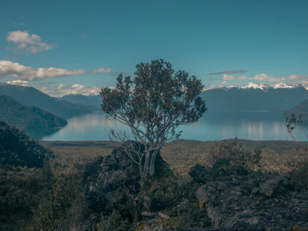 Lone tree overlooks a serene mountain lake landscape