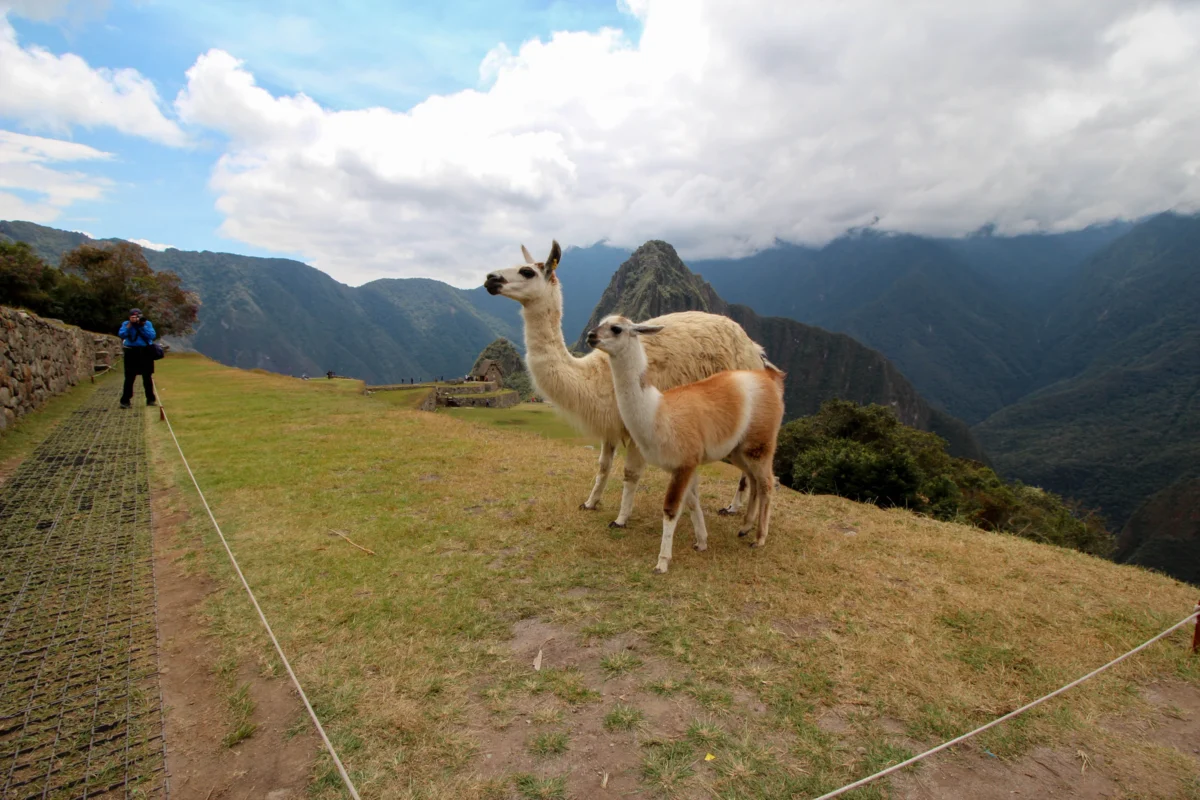 a couple llamas on a grassy hill with mountains in the background