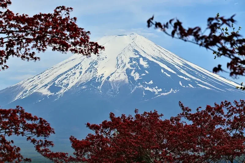 Snow-capped mount fuji framed by red autumn leaves.