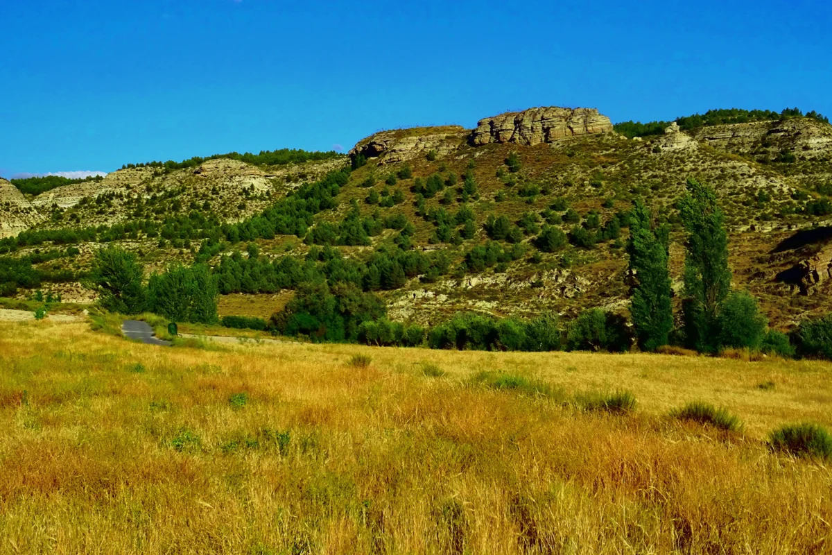 Golden field with trees and rocky hills under blue sky