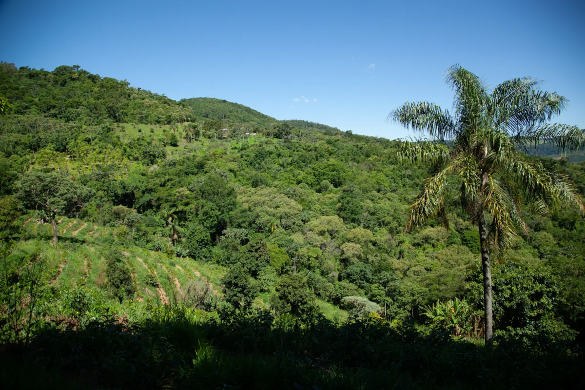 a lush green hillside covered in lots of trees