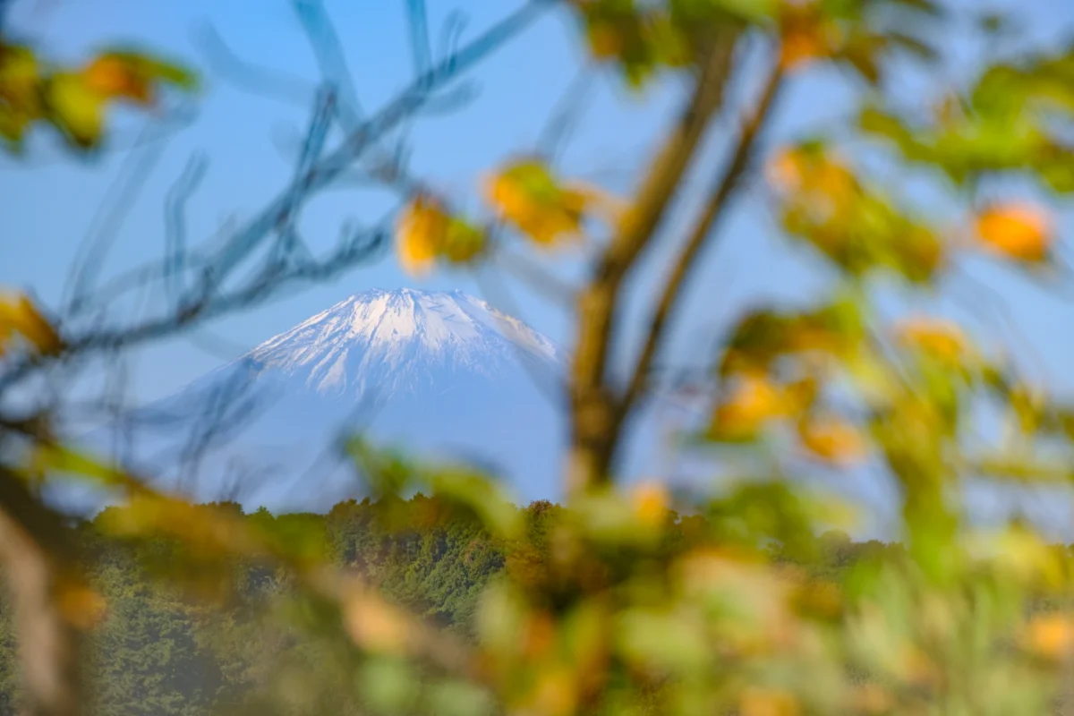 Snow-capped mountain peak seen through autumn foliage