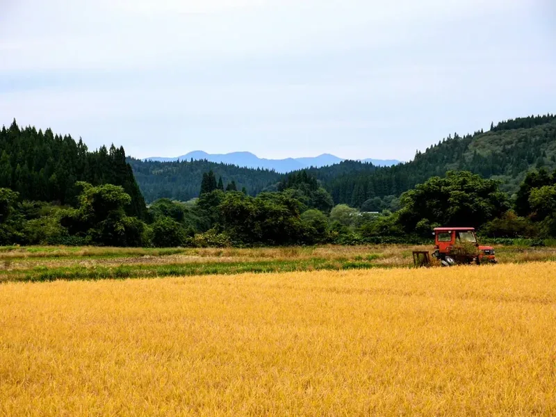 Golden wheat field with distant mountains and trees.