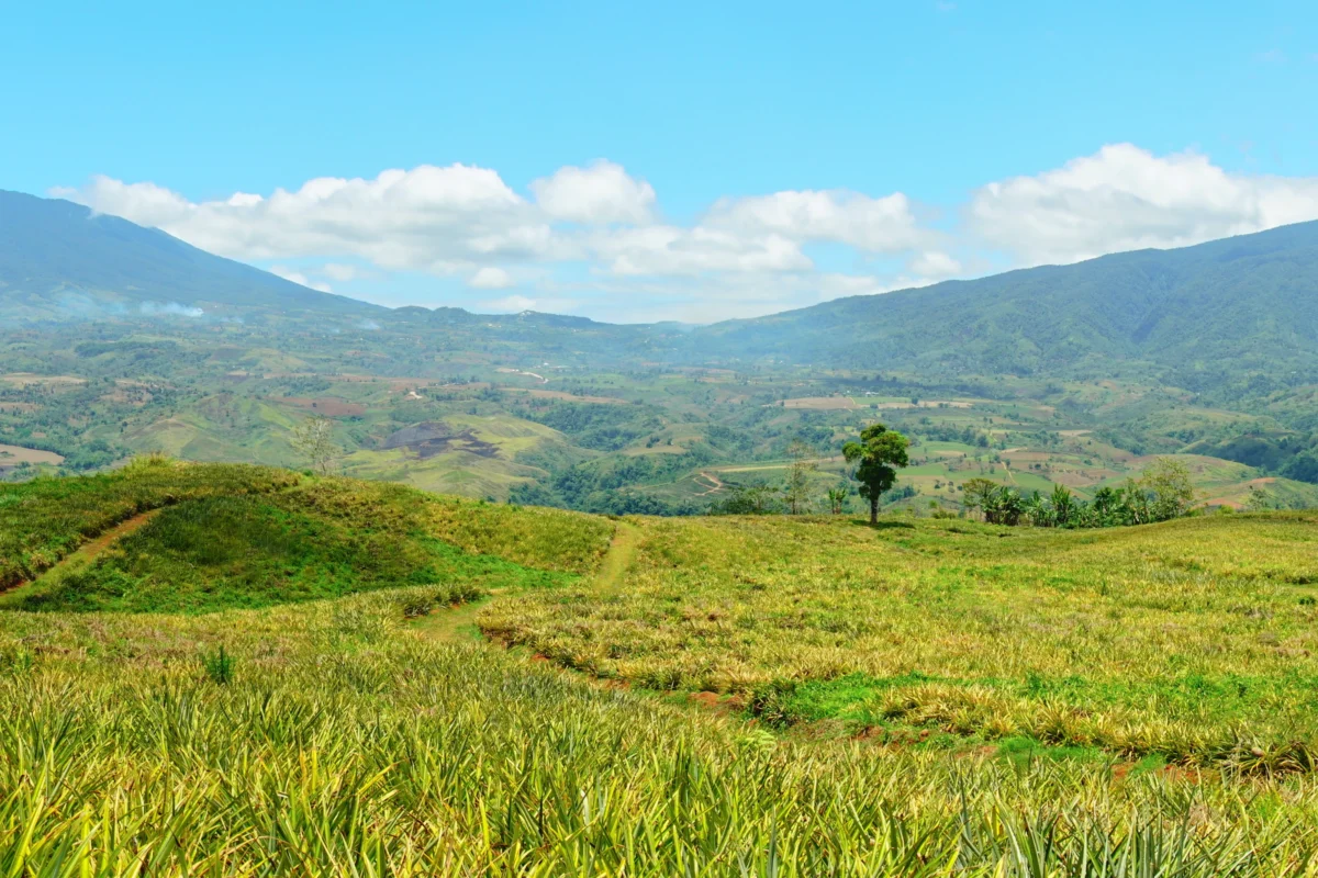 a lush green field with mountains in the background