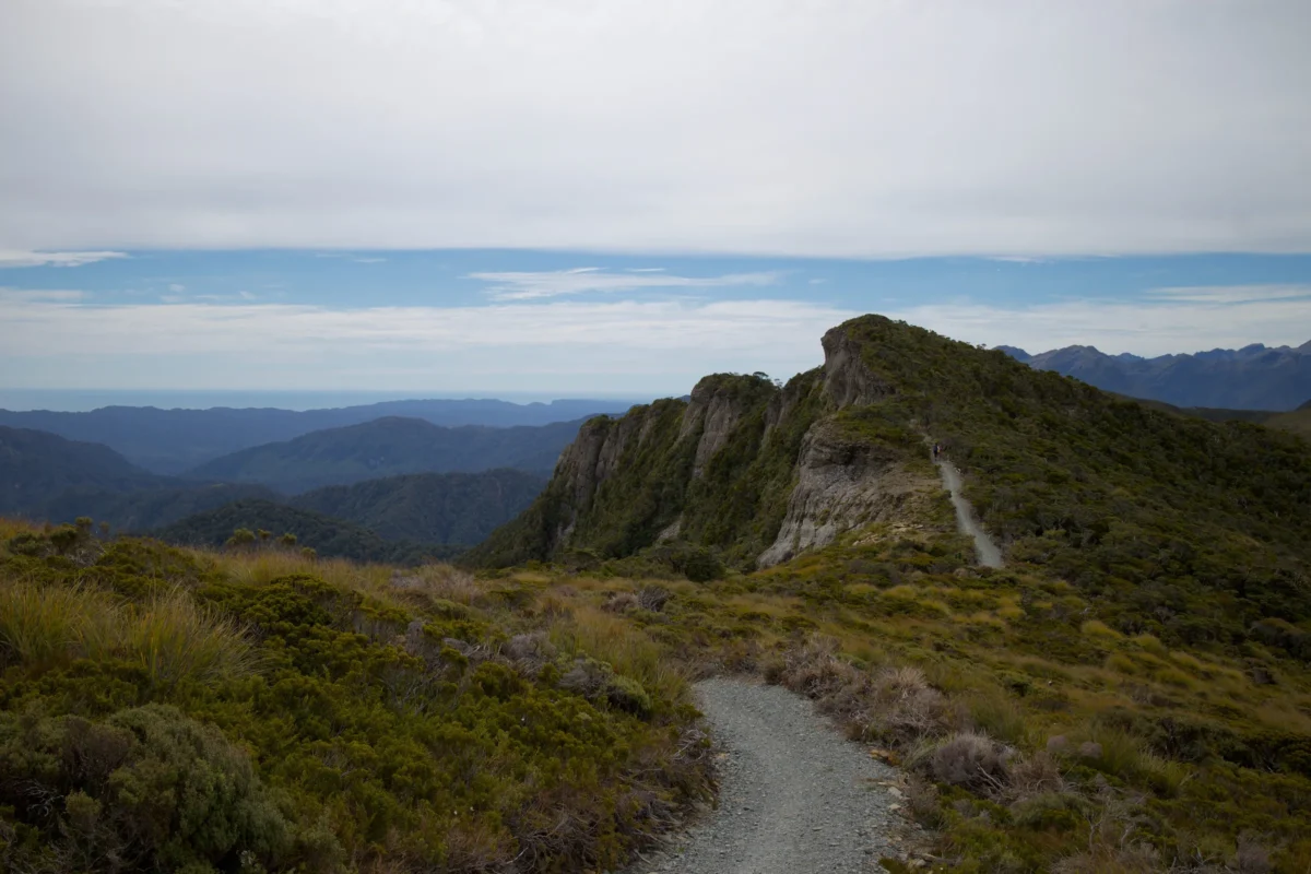 Paparoa Track Photo