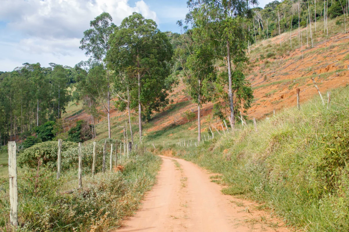 A dirt road in the middle of a field