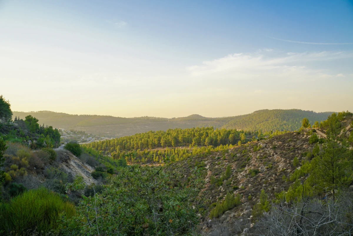 Lush green forest valley under a clear blue sky