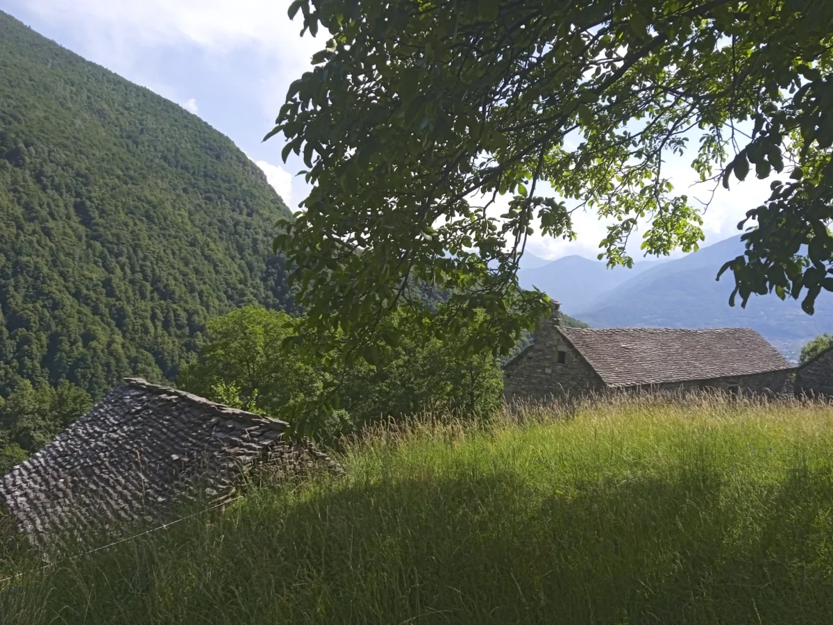 a house in a grassy field