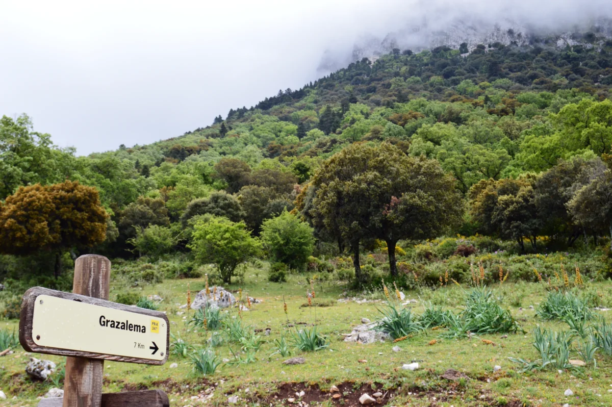 A green train traveling past a mountain range