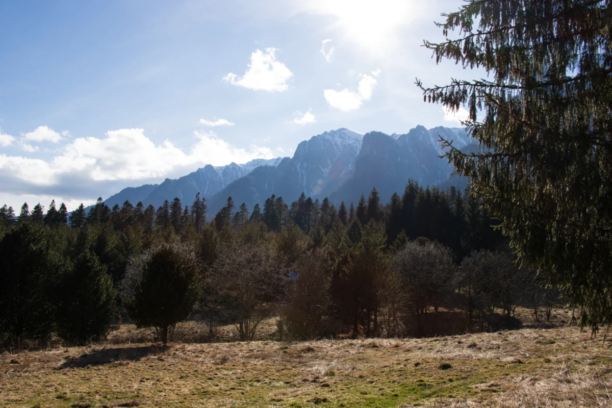 A grassy field with trees and mountains in the background