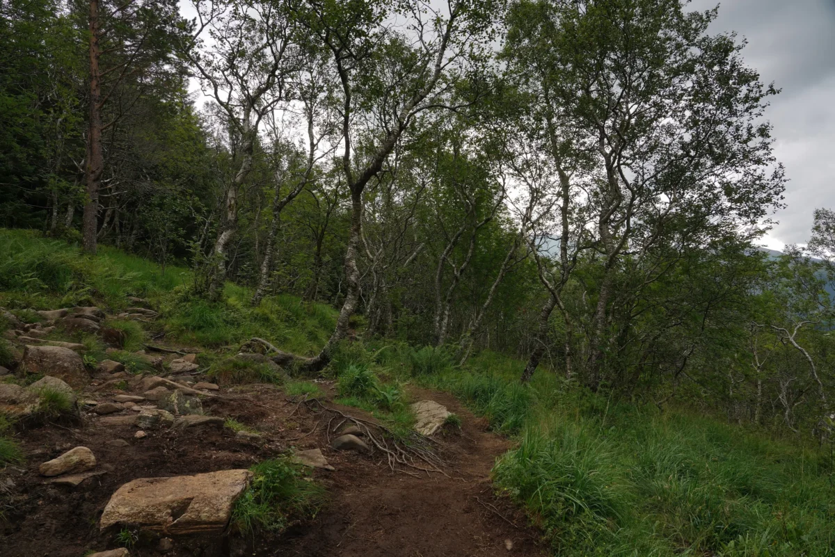 a couple of large rocks in the middle of a forest