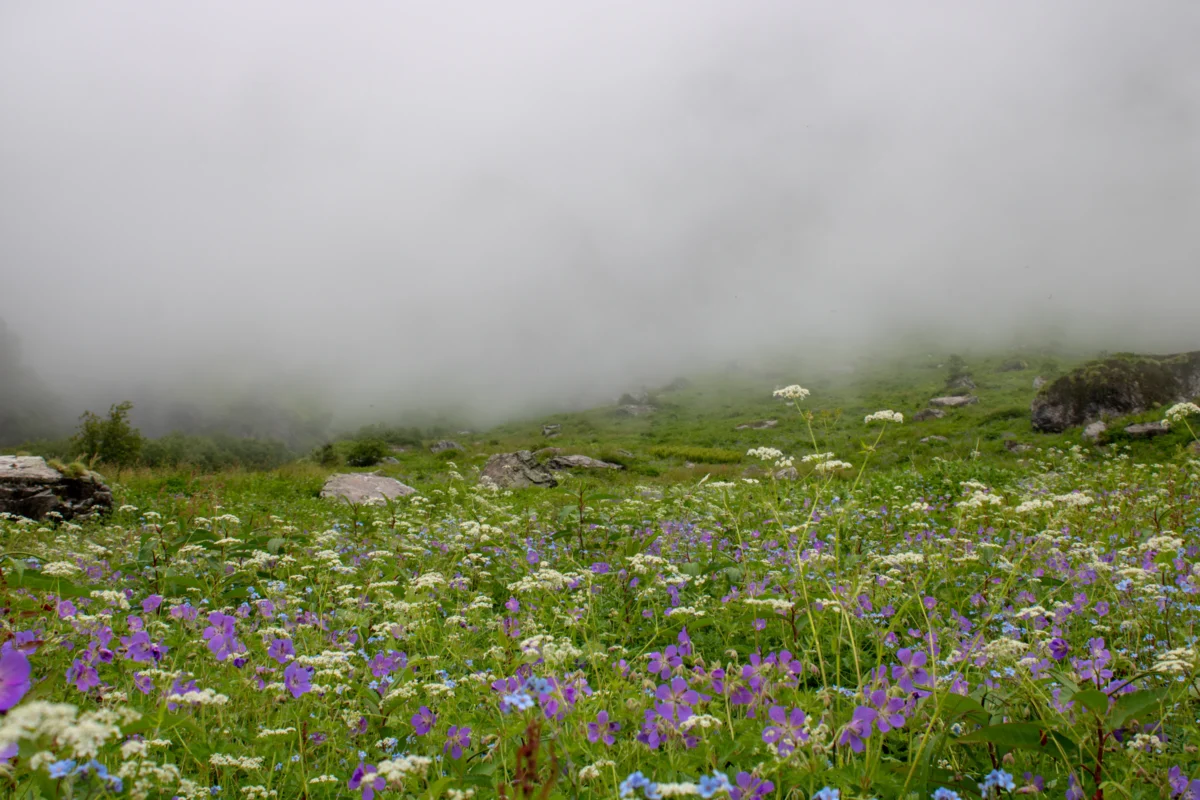Valley of Flowers Trek Photo