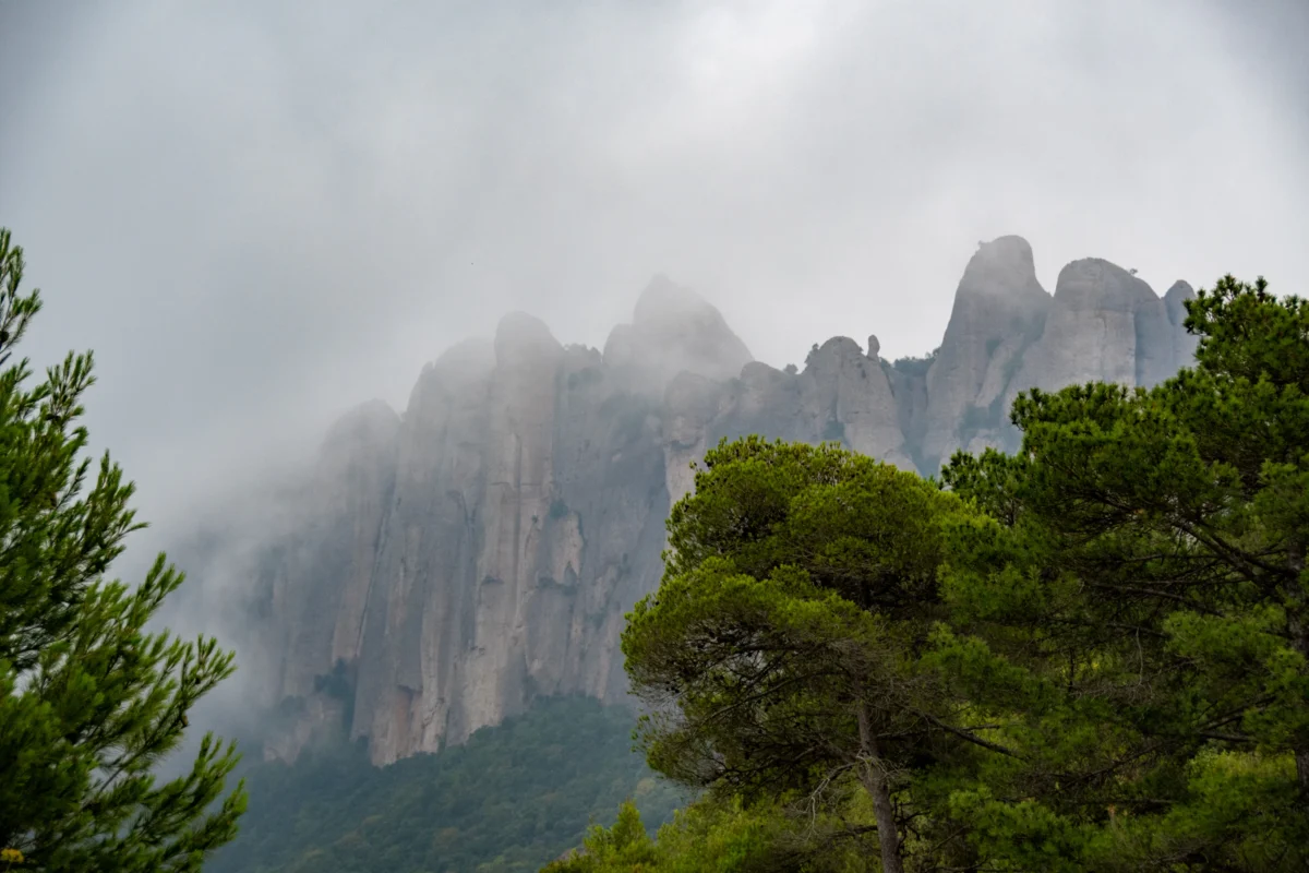 a group of trees and mountains