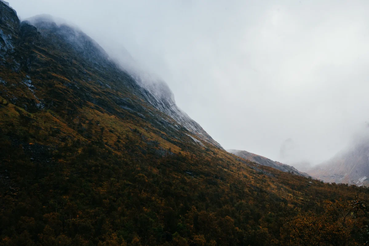 a foggy mountain side with trees and bushes