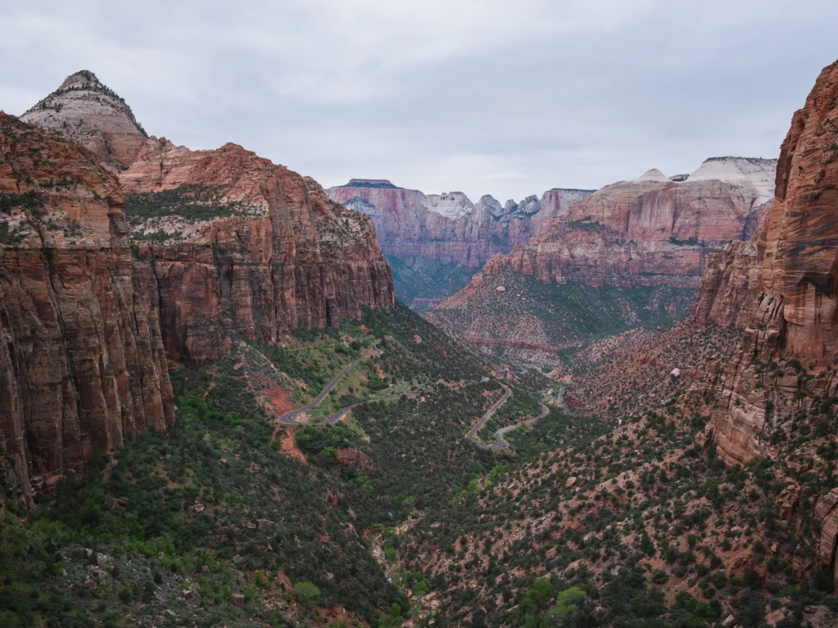a group of trees in front of a mountain