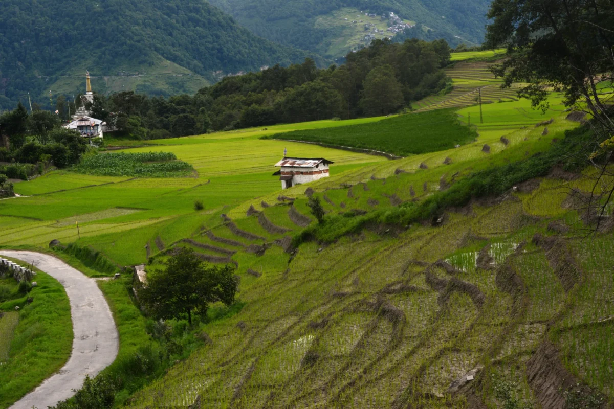 a grassy valley with rocks and trees