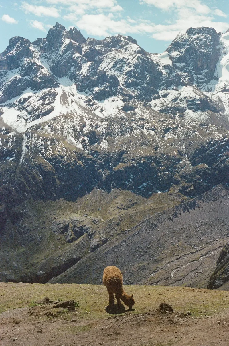 A brown bear standing on top of a grass covered hillside