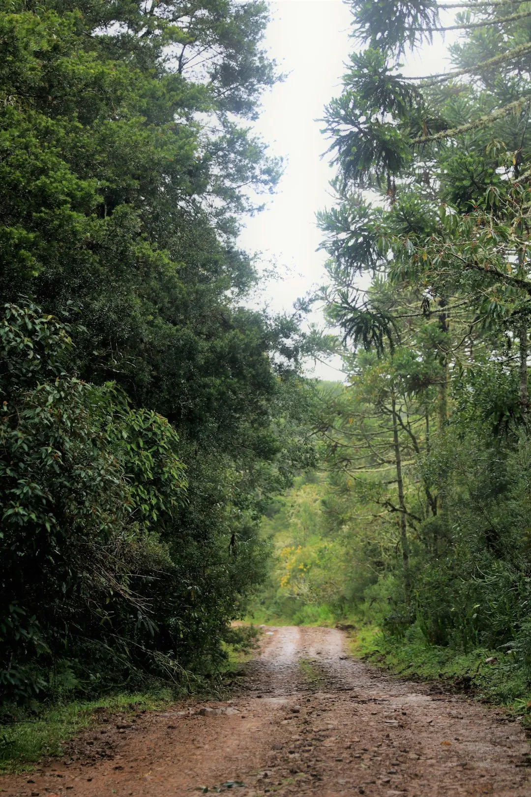 Serra da Capivara Trail Photo