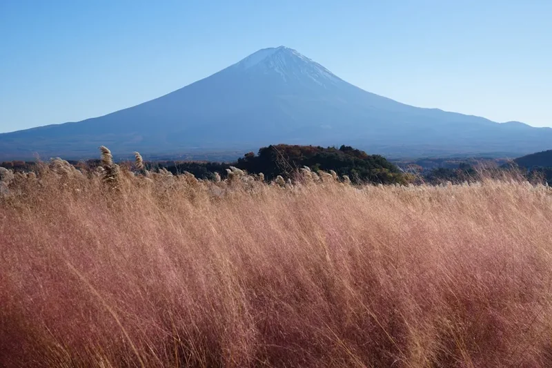 Mount fuji seen over pink grass field