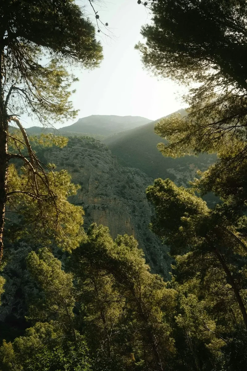 the sun shines through the trees in the mountains
